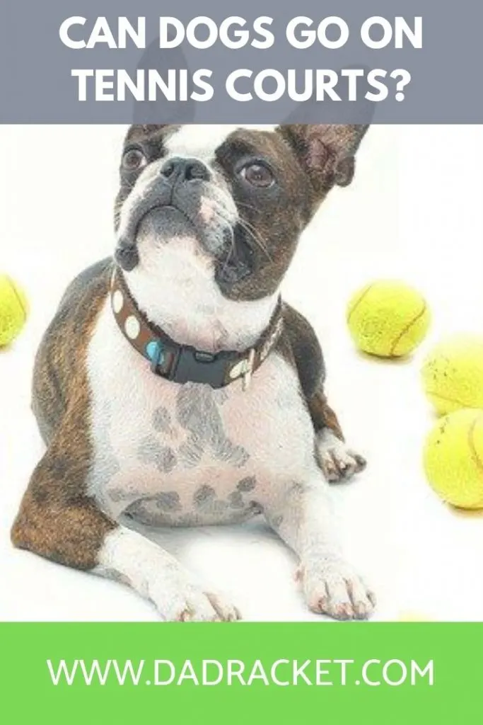 can dogs go on tennis courts